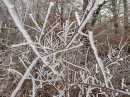 Nature hibernante